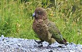 Kea